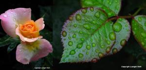 Genki Spark and Teary Rose Leaf